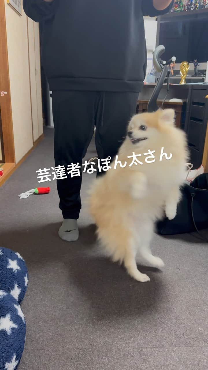 YO!YO!YOSUKEのインスタグラム：「もう本当好き❤️  #ポメラニアン #癒し #愛犬 #ペット」