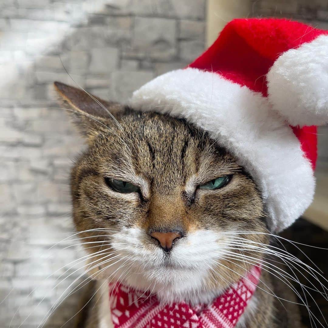 Sakiのインスタグラム：「* Ruby: "Hey guys. So Santa didn't come to my house...... Is he lost or did I behave badly!?" . #元野良猫部 #元野良もカワイイ説普及隊  *」