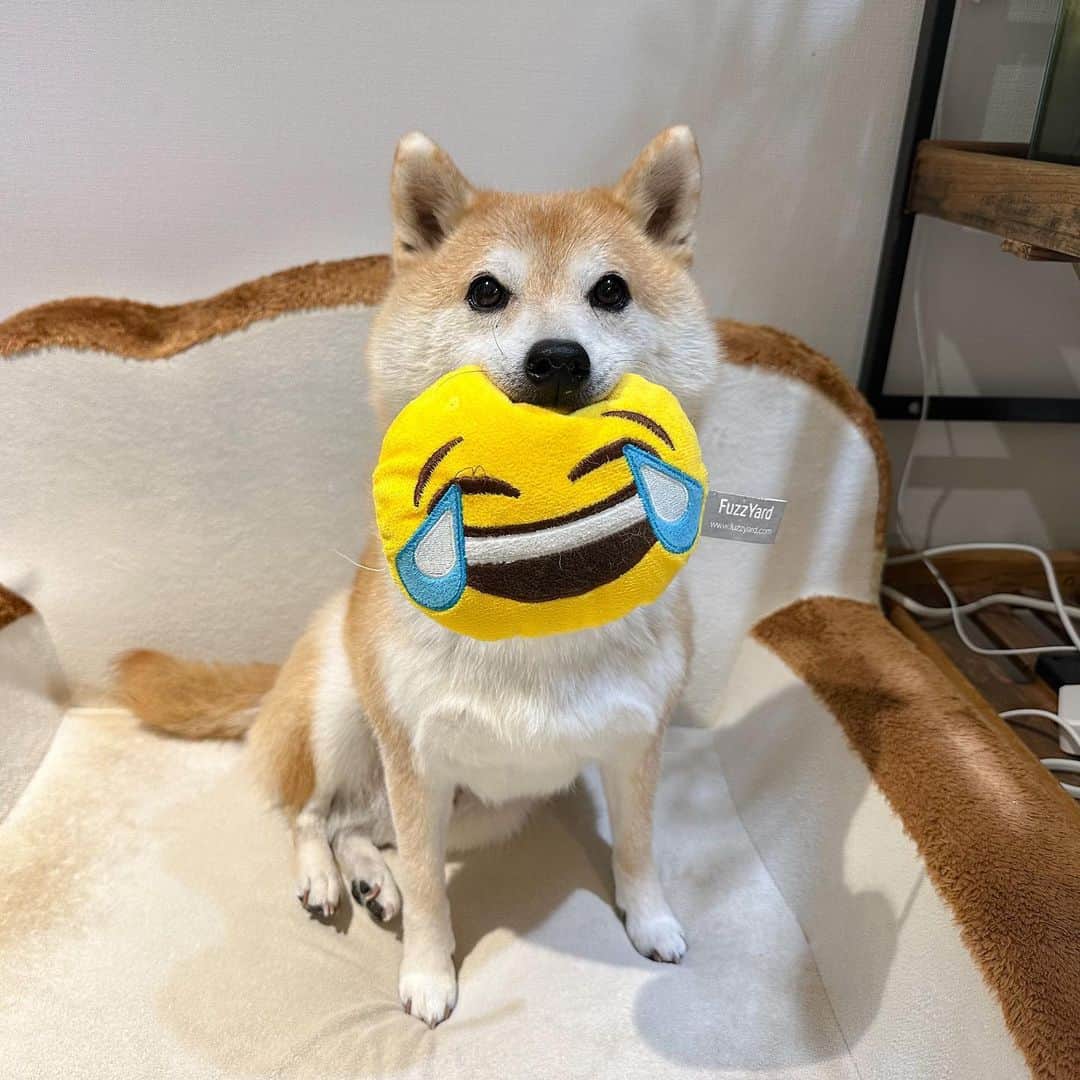 のインスタグラム：「メリクリ🐶🎄 だいふくや… なぜ、そのぬいぐるみを選んだのかい？ #shiba #shibainu #メリクリ #メリークリスマス #merrychristmas」