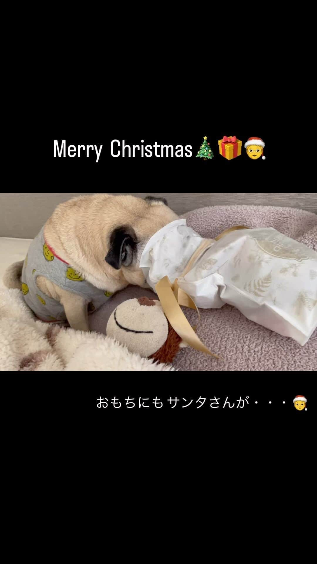 真飛聖のインスタグラム：「Merry Christmas🎄🎁🧑‍🎄  おもちにも サンタさんがやってきました🐶  #パグ#pug#女の子 #おもち #もちTube #corazon#クリスマスケーキ @corazon_hokuto  #2022クリスマス」