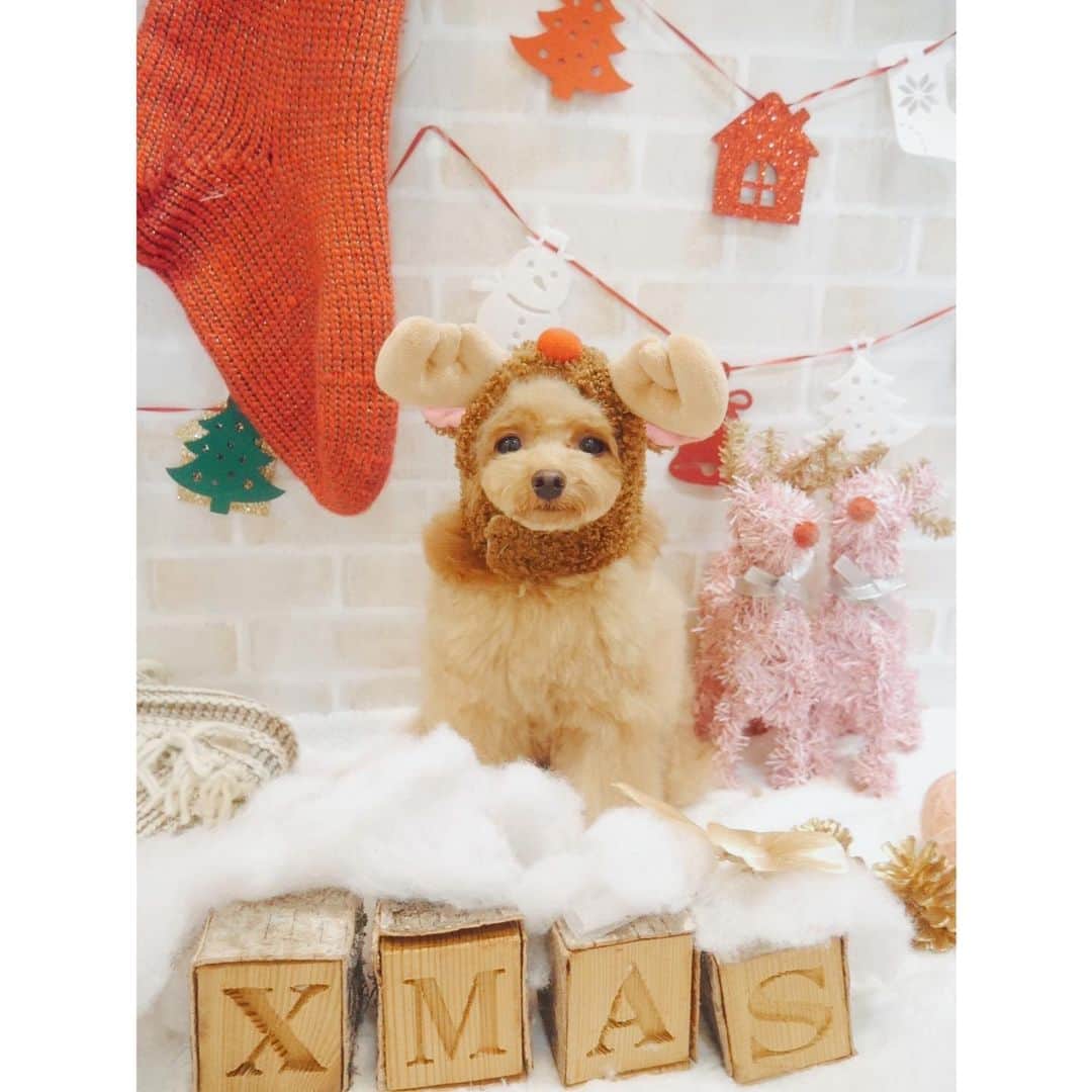 のインスタグラム：「JR名古屋高島屋で行われた @nasufarmvillage のPOPUPも無事に終了致しました😌🎄❤️  たくさんのかたに足を運んでいただいて、喜んでいただくお顔を見ることができて、 私もですが、スタッフのみんなもまた前に進むチカラをいただいくことのできた思い出深いPOPUPとなりました😌🤲🏻✨  お仕事の関係などでなかなかファームに来ることが難しいかたや、小さなお子様連れのママさんたちも、POPUPだったら来られるとの声も直接聞くことができて、私たちが来年もPOPUPでいろんな場所を回りたいと思う大きな理由にもなりました😌✨🫶🏻  また明日、POPUPの写真をあげさせていただきますが、ひとまず...  Merry Christmas🎄🫶🏻🎂🎁☃️🫧  2022年クリスマスの素敵な思い出をありがとうございました🥰🎄🎂💘」