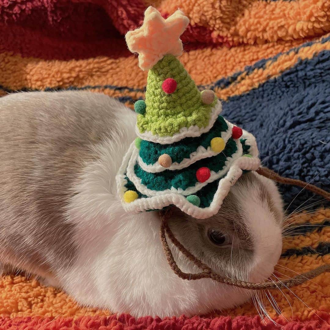 GUNOさんのインスタグラム写真 - (GUNOInstagram)「Merry Christmas 🎄🎁🎅🏻❤️  #merrychristmas  #rabbit  #rabbitchristmas  #daddy #兔兔  #wangjyunhao」12月25日 21時47分 - real_wangjyunhao0508