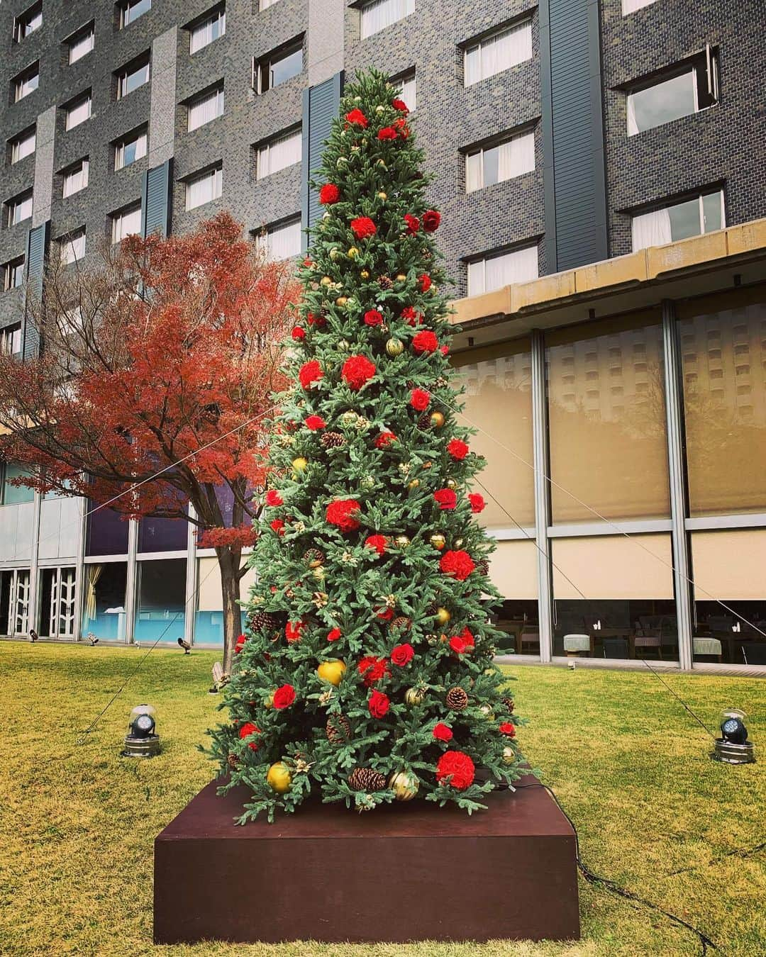 広川ひかるさんのインスタグラム写真 - (広川ひかるInstagram)「メリークリスマス🎄 私が好きそうなものをさりげなく贈ってくれたりがっつり手助けしてくれたりそっと寄り添ってくれる友人達に支えられて日々感謝🙏 、 ただ「芸人に喪中ナシ」で30年以上やって来た私達だから はじめての喪中をどう過ごしたらいいのか､､ とりあえずももでん🐕をモフモフしますかね 、 #hikaruhirokawa #merrychristmas」12月25日 14時06分 - hikaru_hirokawa