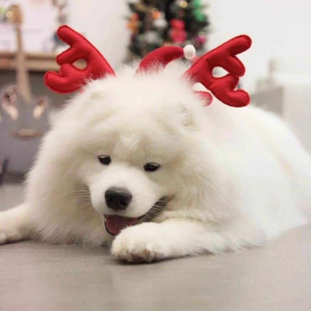 Alex Toのインスタグラム：「Merry Christmas 🎄♥️🎄♥️」