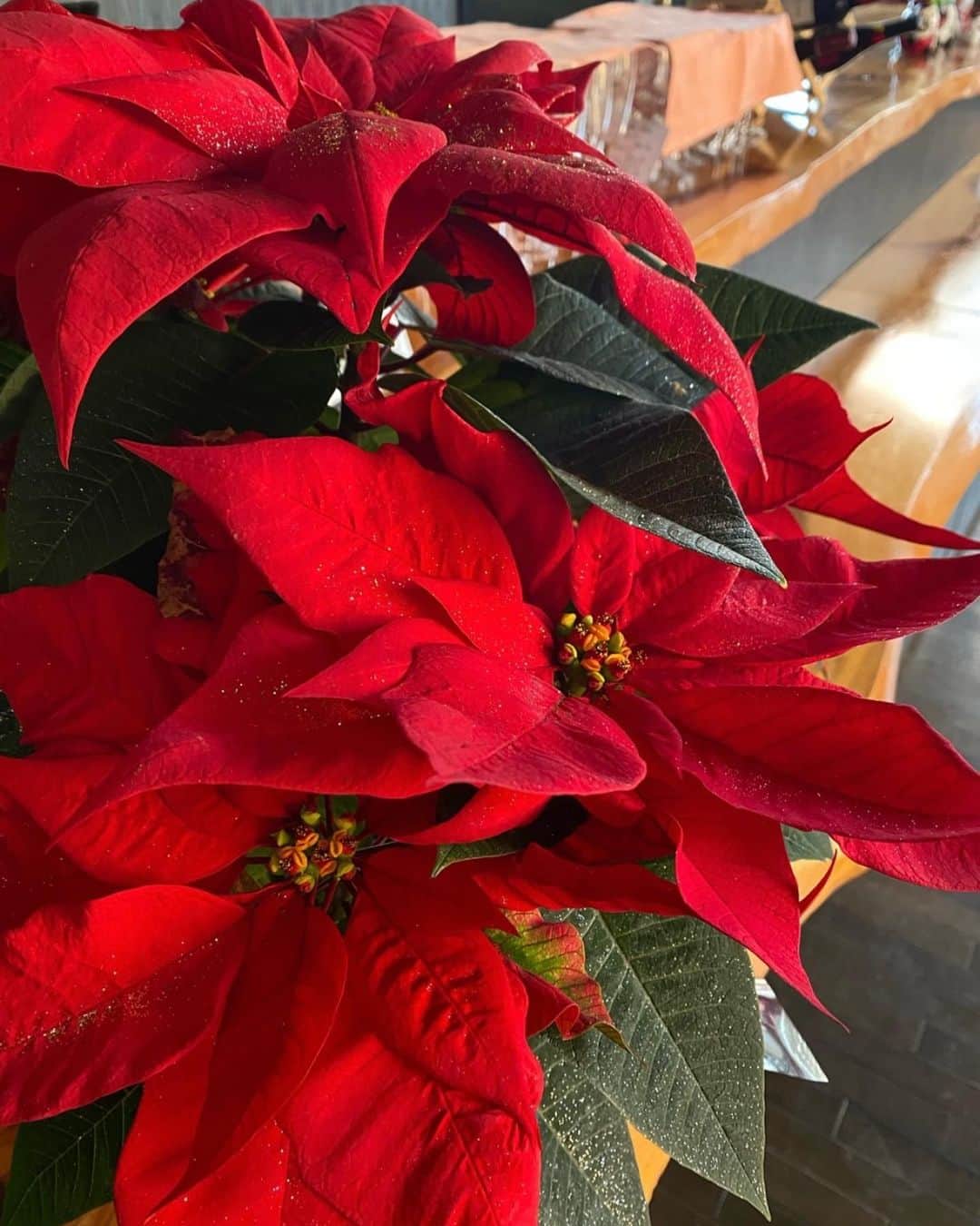 和モダンオーベルジュ 熱海TENSUIさんのインスタグラム写真 - (和モダンオーベルジュ 熱海TENSUIInstagram)「Merry Christmas🎄✨  館内やWelcome Serviceもクリスマス仕様に飾り付け🥂  本日ご来館の皆様お待ちいたしております✨ 皆様素敵なクリスマスをお過ごしください🎅🤍」12月25日 15時26分 - atami_tensui