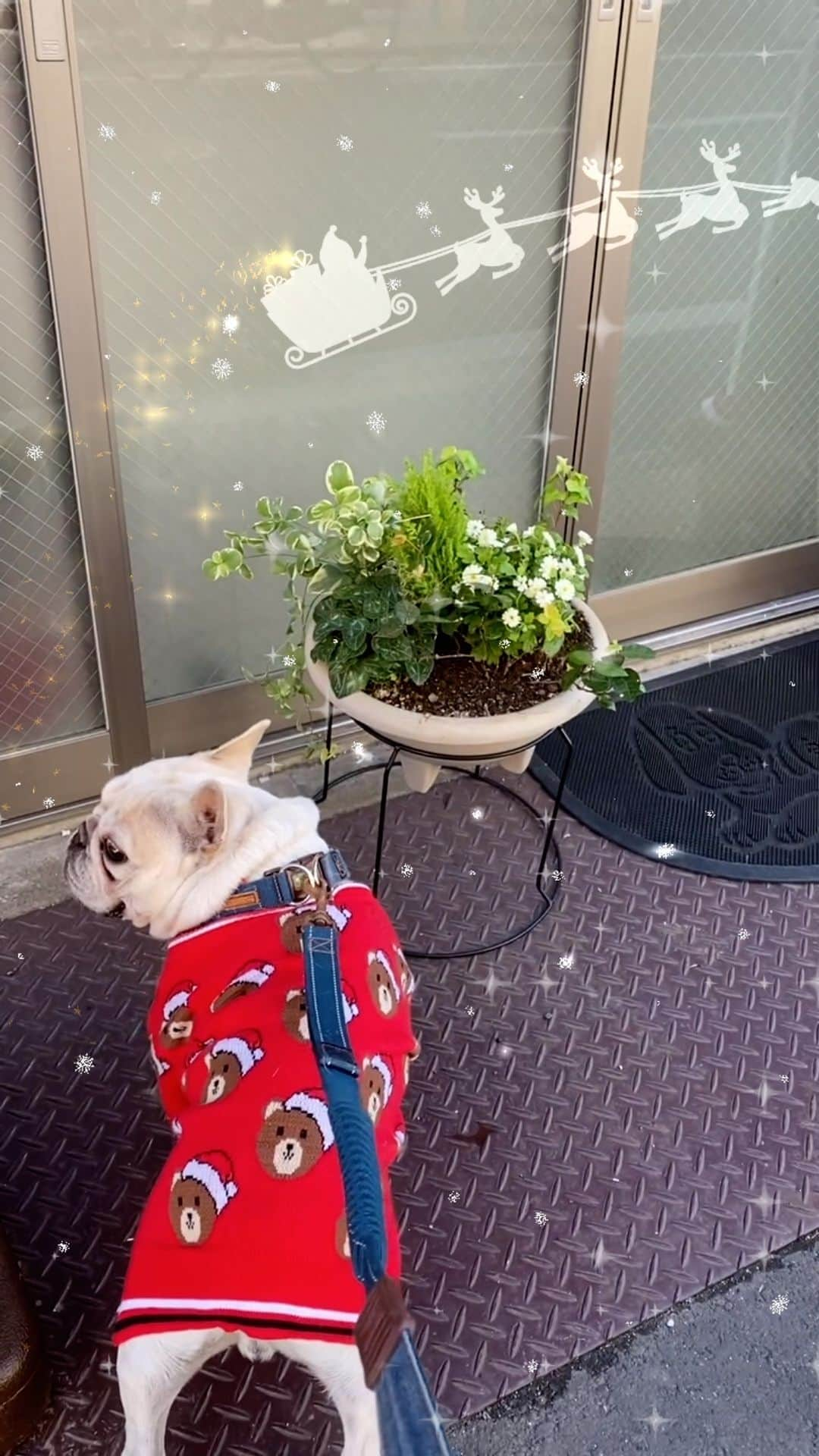 テレビ東京「どうぶつピース‼︎」のインスタグラム