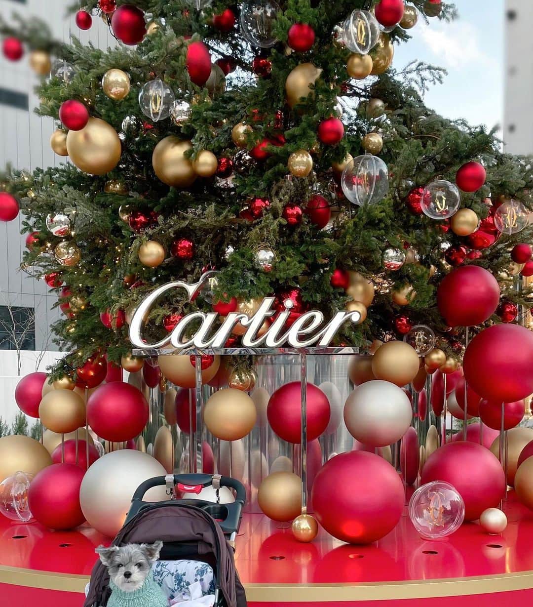 橘珠里さんのインスタグラム写真 - (橘珠里Instagram)「𝓜𝓮𝓻𝓻𝔂 𝓒𝓱𝓻𝓲𝓼𝓽𝓶𝓪𝓼  これで𝟐𝟎𝟐𝟐年の クリスマスツリー投稿は終わり🎄 ꙳⋆ ( @blair_stagram ではまだ投稿しそうですが..)  今年もかわいいブレアと、たくさんのクリスマスの想い出が作れて良かったです✳︎  BGMは大好きな #クリスマスソング  @hilaryduff さんの𝗦𝗮𝗻𝘁𝗮 𝗖𝗹𝗮𝘂𝘀𝗲 𝗟𝗮𝗻𝗲です✯  #happy #christmasphoto #cartier #christmastree #tokyo #omotesando #santaclauslane #hilaryduff #favoritechristmassong #maltipoo #2022 #クリスマス #クリスマスツリー #カルティエ #マルプー #ミックス犬 #マルプー連合 #表参道 #クリスマスツリー #犬スタグラム #わんこのいる生活 #わんことお出かけ」12月25日 18時23分 - jurinu