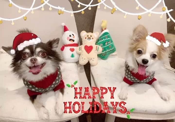 鈴木 あやのインスタグラム：「Merry Cristmas🎅🏻💭♥️ . みんなにサンタさんは来たかな？🕊 . わんズ達へのプレゼントは ⛄️🧸🎄のおもちゃと ノルディック柄のニット🧶🤍 . 破壊神うに様によって 早速⛄️の帽子のポンポンが危ういです😂笑 . #パピチー #mix犬 #パピヨン #チワワ #uni #うに #犬 #dog #ロングコートチワワ #メリークリスマス #merrychristmas」