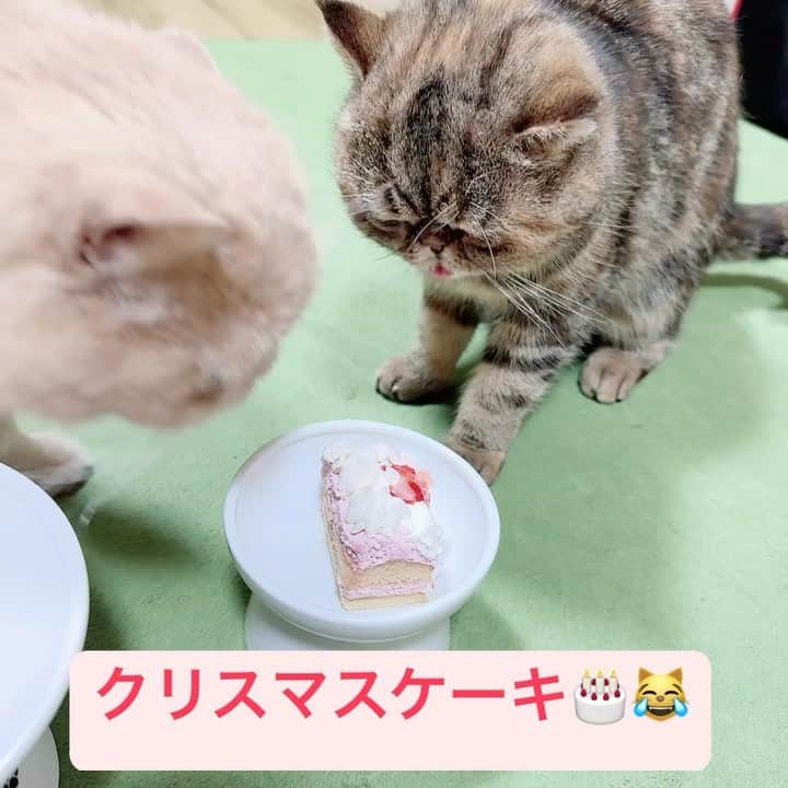 デカキンのインスタグラム：「愛猫（ブチャ吉とミニたん）と一緒にクリスマスケーキを食べました！ 後編」