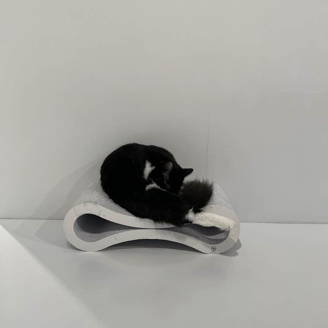 すずのインスタグラム：「🐈‍⬛」