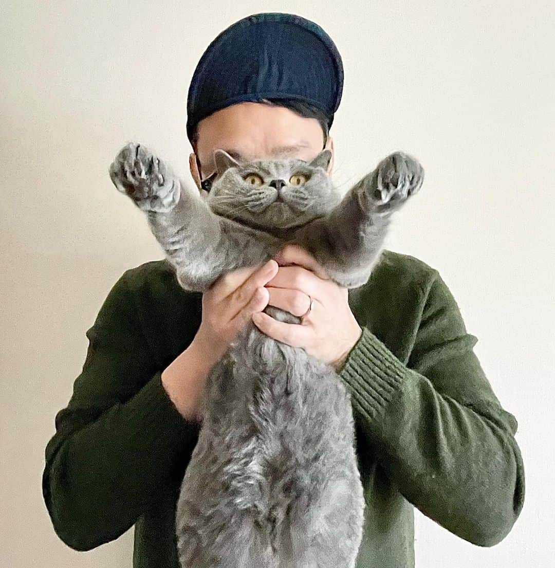 のインスタグラム：「☺︎ メリーぐりスマス🎄 . #britishshorthair  #ブリティッシュショートヘア  . #猫スタグラム  #メリークリスマス」
