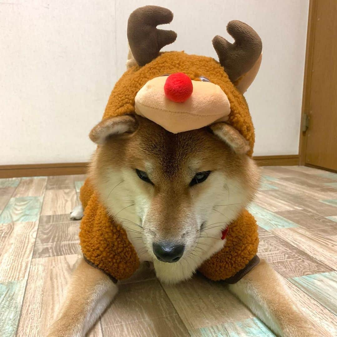 和風総分家のインスタグラム：「和風総分家から皆様へ‼︎  クリスマスコマちゃんの プレゼントです♪  この1日の為に買った服ですが 可愛すぎるのでこれからも使います  素敵なクリスマスを🎄  #柴犬ライフ  #柴犬のいる暮らし  #柴犬好きな人と繋がりたい  #犬の散歩  #愛犬の日  #可愛い犬  #tiktokdog」