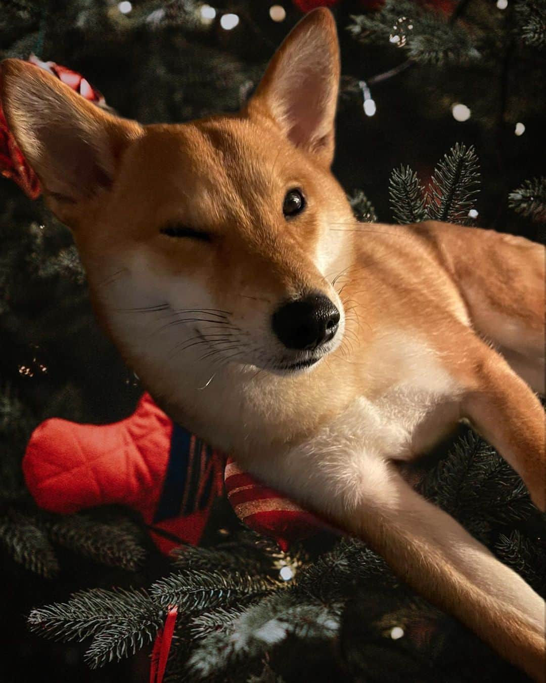 GUNOさんのインスタグラム写真 - (GUNOInstagram)「Merry Christmas 🎁🎅🏻🎄 😚😚😚😚😚😚😋😋 #merrychristmas  #shibainu  #shibachristmas🎄  #daddy  #wangjyunhao  #柴犬」12月25日 21時05分 - real_wangjyunhao0508