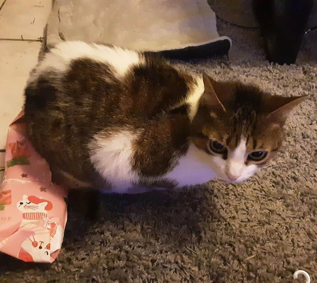 Homer Le Miaou & Nugget La Nugのインスタグラム：「Meowy christmas everyone 😽🎄🎅⭐ I hope you all had a pawesome day with amazing food and presents!!! Humom is at Grandad so i’ll be opening my #SecretSantaClaws2022 only tomorrow. That would have been ok if she didn’t got a present that she was allowed to open before christmas. Can you believe it? In MY parcel! So i’ve put my butt on it before she left so she had à clear message 😼 Can’t wait to open all this presents that are waiting under the tree!!! Wishing you all a super cool boxing day 🎁😽🎁 #LookAtThatPawesomeSticker #IMeanMeow」