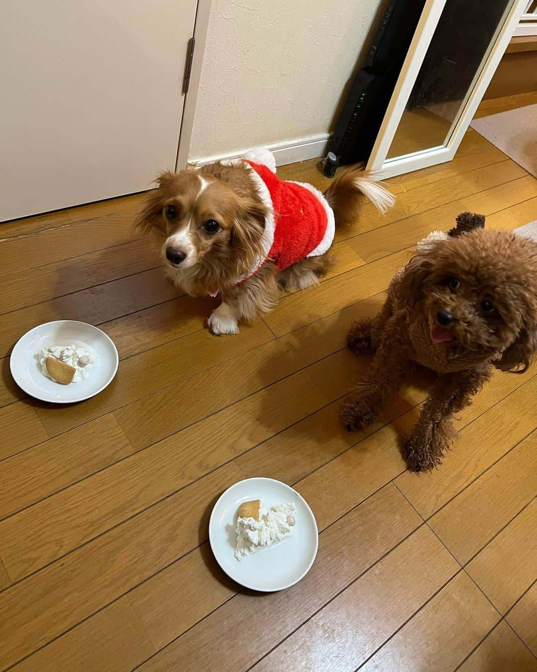 ひらのっちのインスタグラム：「みなさん、本日はメリークリスマスでした！ わんこにケーキ🎂自分にケンタッキーのチキン、これバリ旨いっす🍗 #クリスマス #ケンタッキー#クリスマスケーキ#わんこ用ケーキ #ケーキ#チキン #メリクリ#メリークリスマス#KFC#トイプードル #チワックス#多頭飼い」