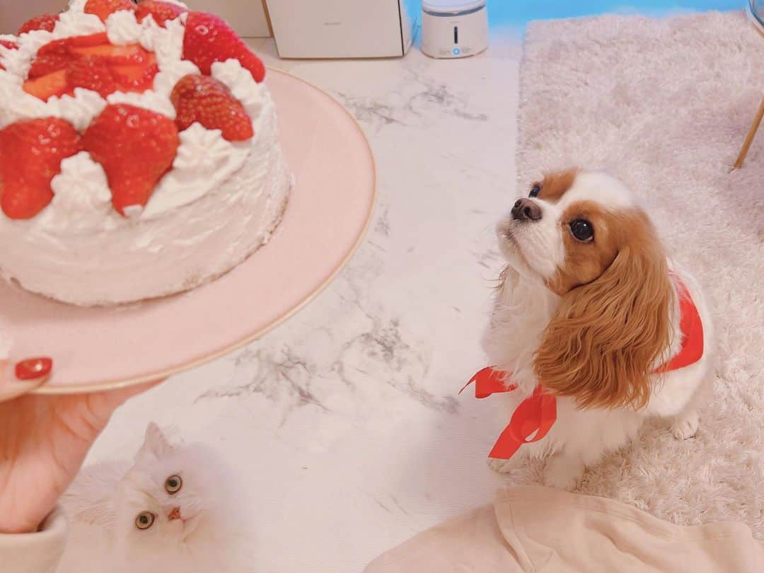 羽咲みはるさんのインスタグラム写真 - (羽咲みはるInstagram)「今年はあまおう🍓たっぷりの ケーキを作ってみました💓 詰めすぎて斜めになっております😂 #クリスマスパーティー」12月25日 23時55分 - miharu_usa