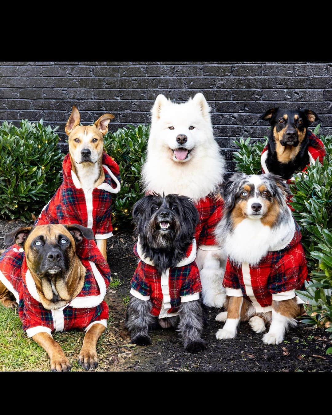 アリエル・ウィンターさんのインスタグラム写真 - (アリエル・ウィンターInstagram)「❤️❄️Merry Christmas❄️❤️   🐶  #merrychristmas #2022 #dogsofinstagram #dogs #dogstagram #family」12月25日 23時55分 - arielwinter