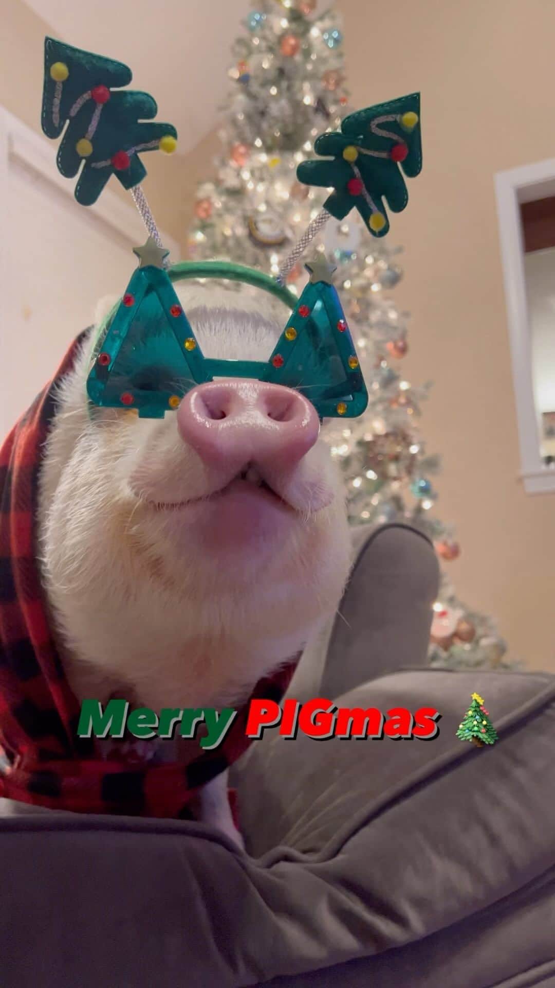 Hamletのインスタグラム：「Merry PIGmas!!!🎄🐷」