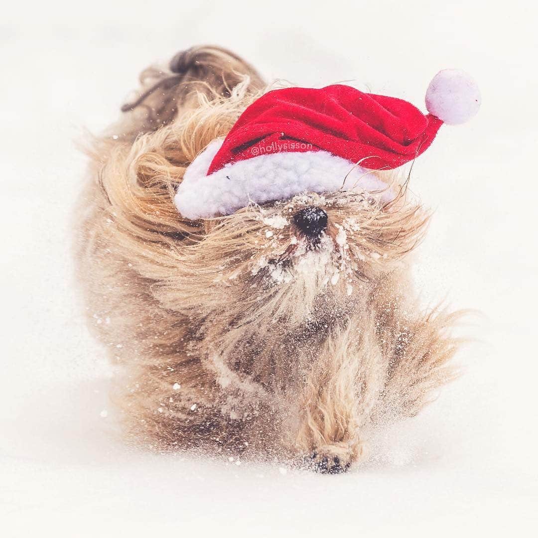 Holly Sissonのインスタグラム：「A snowy Santa Paws! Hope you all have a great holiday season and a Happy New Year! #dog #Havanese #santapaws ~ Canon 1D X MkII + 70–200 f2.8L IS MkII @ 200mm f5 1/1000」