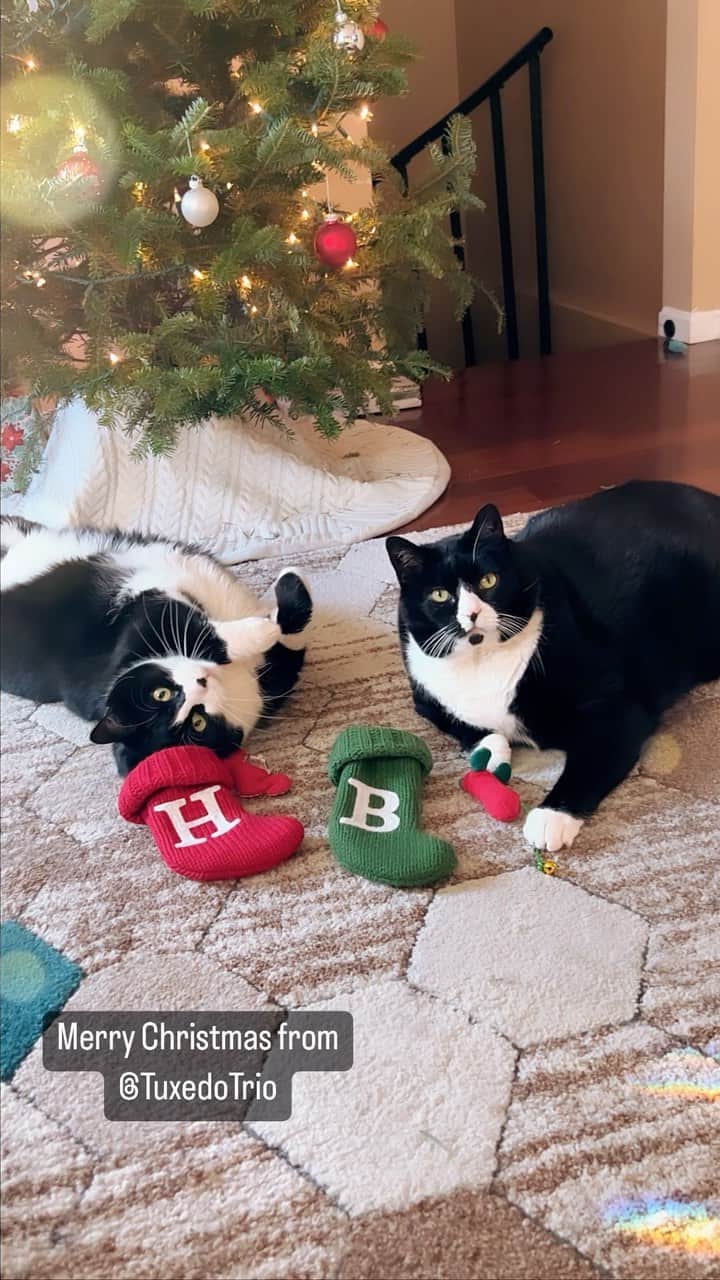 Tuxedo Cat Brosのインスタグラム：「Wishing all our furry friends and family around the world a Happy Christmas, Happy Hanukkah, Happy Festivus, Happy EVERYTHING! ❤️」