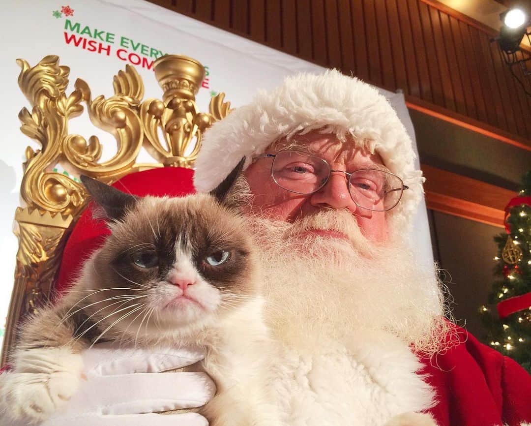 Grumpy Catのインスタグラム：「Wishing you and yours the very worst Christmas ever! 🎄」