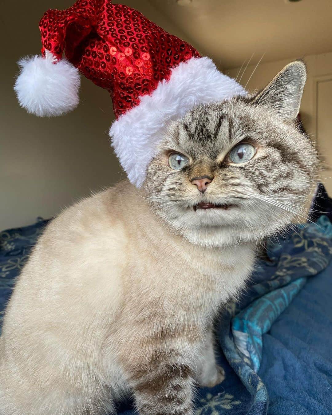 Lokiさんのインスタグラム写真 - (LokiInstagram)「Happy Holidays! #holiday #christmas #santa #cat #cats #catsofinstagram #catsoninstagram #kitty #kittycat #meow #cute」12月26日 6時36分 - loki_kitteh