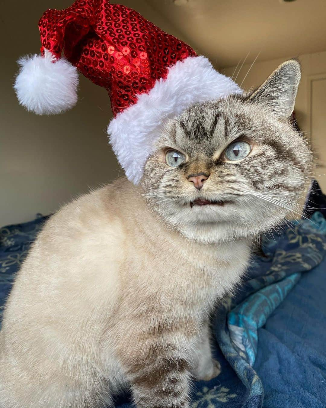 Lokiのインスタグラム：「Happy Holidays! #holiday #christmas #santa #cat #cats #catsofinstagram #catsoninstagram #kitty #kittycat #meow #cute」