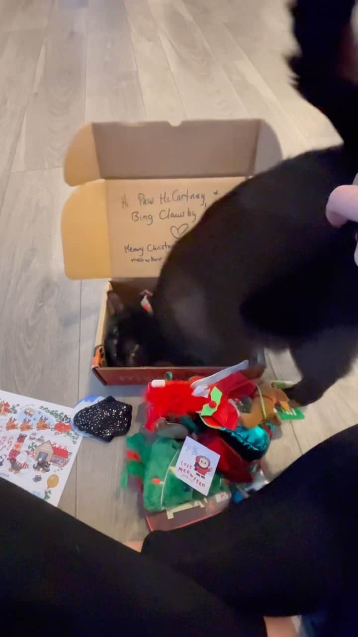 The Cats Of Instagramのインスタグラム：「@bing_clawsby & @paw_mccartney got to open their gift from @meowbox ❤️💚 They loved it 💚❤️ Thank you so much!」