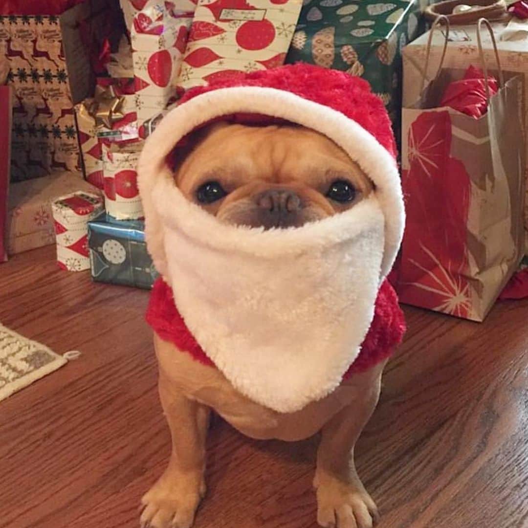 Hamlinのインスタグラム：「It’s your ol’ buddy Santa Paws here. Just stopping by to see what kind of cookies were left behind from Santa last night. You have anything good left over? Possibly something from the snickerdoodle or peanut butter fudge food pyramid?   Merry Christmas everyone! 🎄☃️🎁  #merry #christmas #holiday #santapaws #hohoho #yesthebeardisreal」
