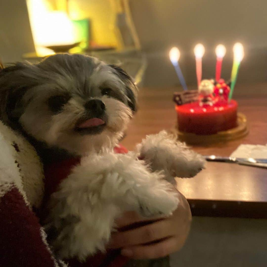 半田あかりのインスタグラム：「メリークリスマス🎄🌟  でした😊  ひじきにも🐶 ごまにも🐱  サンタさん来たね☃️✨✨  ごま🐱には 後でチュールをあげました♡  後は年末です😳  家族で年越ししようね☺︎  #チワプー　#ちわぷー　#ミックス犬　#みっくす犬　#MIX犬　#mix犬　#アンダーショット　#アンダーショット犬　#犬　#いぬすたぐらむ　#２歳　　#女の子　 #ひじき  #ごま　#猫　#ねこ　#ネコ　#ブリティッシュショートヘア  #ごま王子#はんださん家のアニマルチーム　 #犬猫　#仲良し　#多頭飼い　#犬と猫　#猫のいる生活　#ねこすたぐらむ　#猫のいる生活」