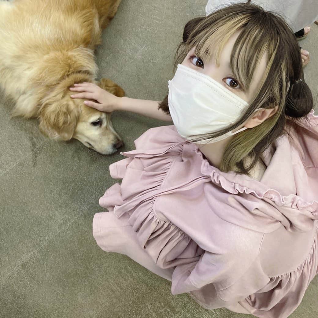 眞白桃々のインスタグラム：「はじめてのでかいっぬ。  #那須どうぶつ王国」