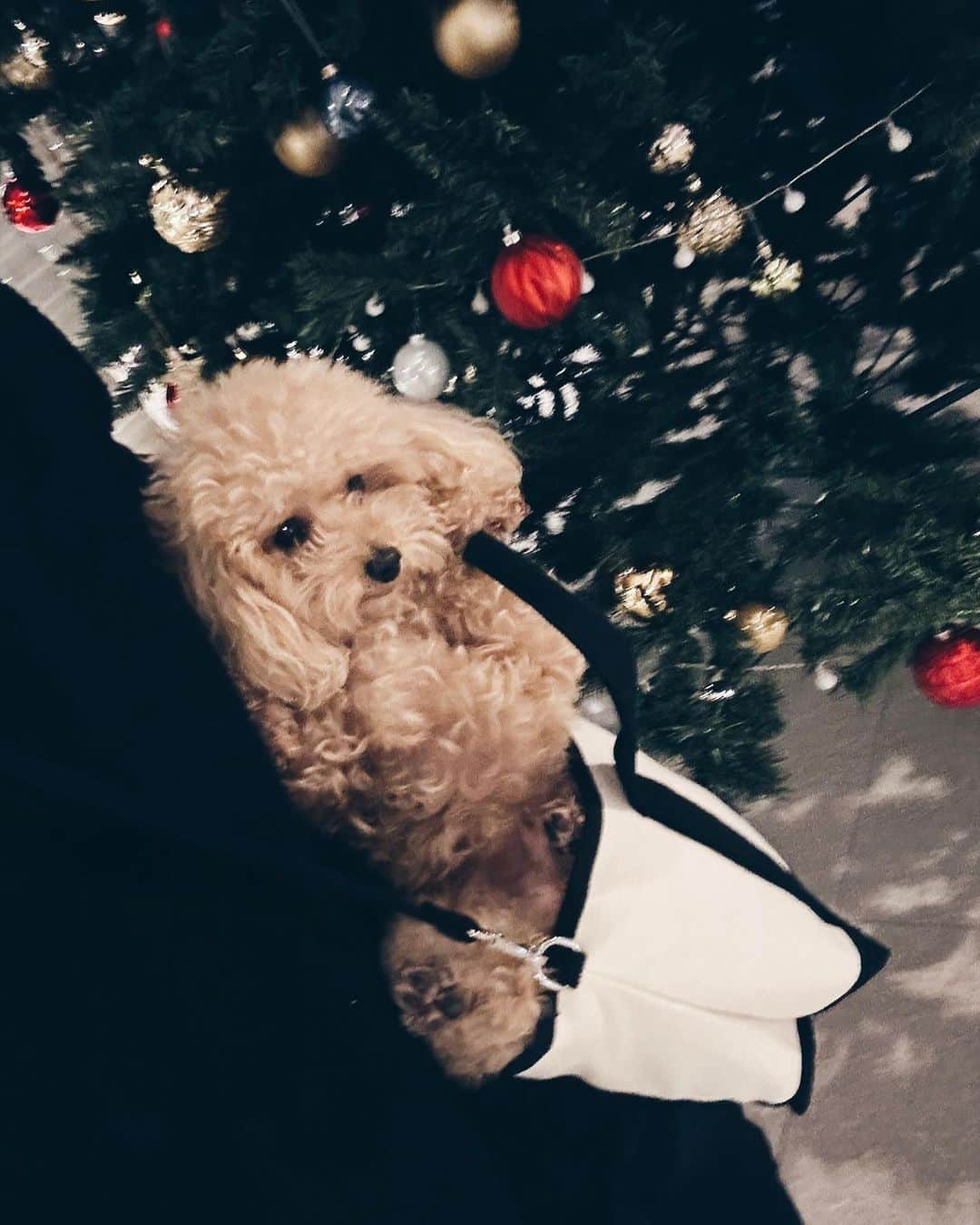 金森健志のインスタグラム：「🐶🌲🎅」