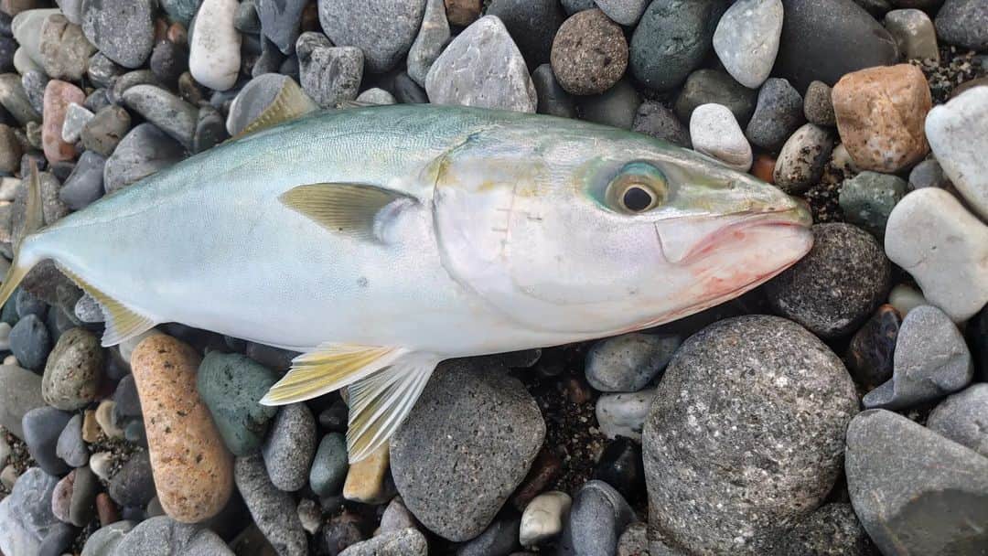 関陽樹さんのインスタグラム写真 - (関陽樹Instagram)「2022年も残り僅か。 年内の釣行はもう無理そうなので、今年のまとめを。 今年は特に秋が釣果に恵まれました。 ブリの若魚・イナダが２年ぶりにヒットした上にサイズの自己記録を立て続けに更新。 ３８センチの丸々太ったパワーファイターで釣り味と食味を堪能しました。 さらに晩秋には３６センチの尺アジが釣れるラッキー。 こちらも自己記録更新。 ここ数年はない当たり年だったのかなと、今にして思います。 ９枚目と１０枚目の動画はサケの遡上シーン。 東北で見たことはあるけど、そこ以外は初めて。 自然を相手にやっていると、思わぬサプライズがあるものです。 ケガや無事故、新たな魚種や大物との出会いに感謝し、納竿。 来年もいろんな魚種に出会いたいものです。 #ルアーフィッシング  #ショアジギング #ライトルアーゲーム  #アジング #サーフ #イナダ #尺 #アジ   #釣り #海釣り #自己記録 #更新 #鮭 #サケ #遡上 #レア #シーン  #記録 #自然 の #恵み に #感謝 #釣り好きな人と繋がりたい # #納竿  #今年 #2022年 #まとめ」12月26日 22時17分 - seki_haruki1986