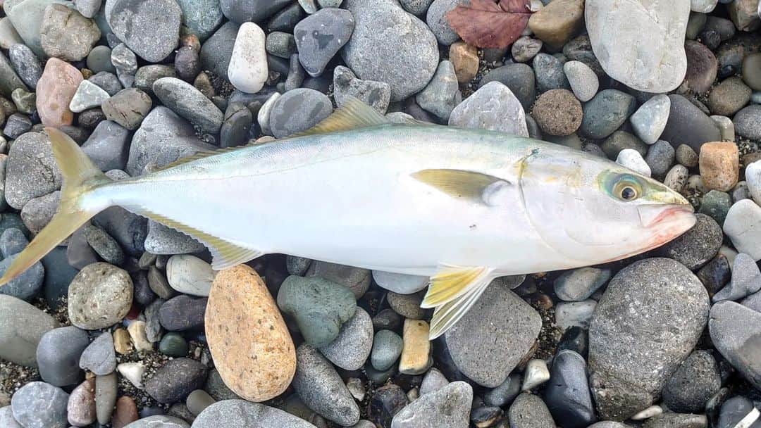 関陽樹さんのインスタグラム写真 - (関陽樹Instagram)「2022年も残り僅か。 年内の釣行はもう無理そうなので、今年のまとめを。 今年は特に秋が釣果に恵まれました。 ブリの若魚・イナダが２年ぶりにヒットした上にサイズの自己記録を立て続けに更新。 ３８センチの丸々太ったパワーファイターで釣り味と食味を堪能しました。 さらに晩秋には３６センチの尺アジが釣れるラッキー。 こちらも自己記録更新。 ここ数年はない当たり年だったのかなと、今にして思います。 ９枚目と１０枚目の動画はサケの遡上シーン。 東北で見たことはあるけど、そこ以外は初めて。 自然を相手にやっていると、思わぬサプライズがあるものです。 ケガや無事故、新たな魚種や大物との出会いに感謝し、納竿。 来年もいろんな魚種に出会いたいものです。 #ルアーフィッシング  #ショアジギング #ライトルアーゲーム  #アジング #サーフ #イナダ #尺 #アジ   #釣り #海釣り #自己記録 #更新 #鮭 #サケ #遡上 #レア #シーン  #記録 #自然 の #恵み に #感謝 #釣り好きな人と繋がりたい # #納竿  #今年 #2022年 #まとめ」12月26日 22時17分 - seki_haruki1986
