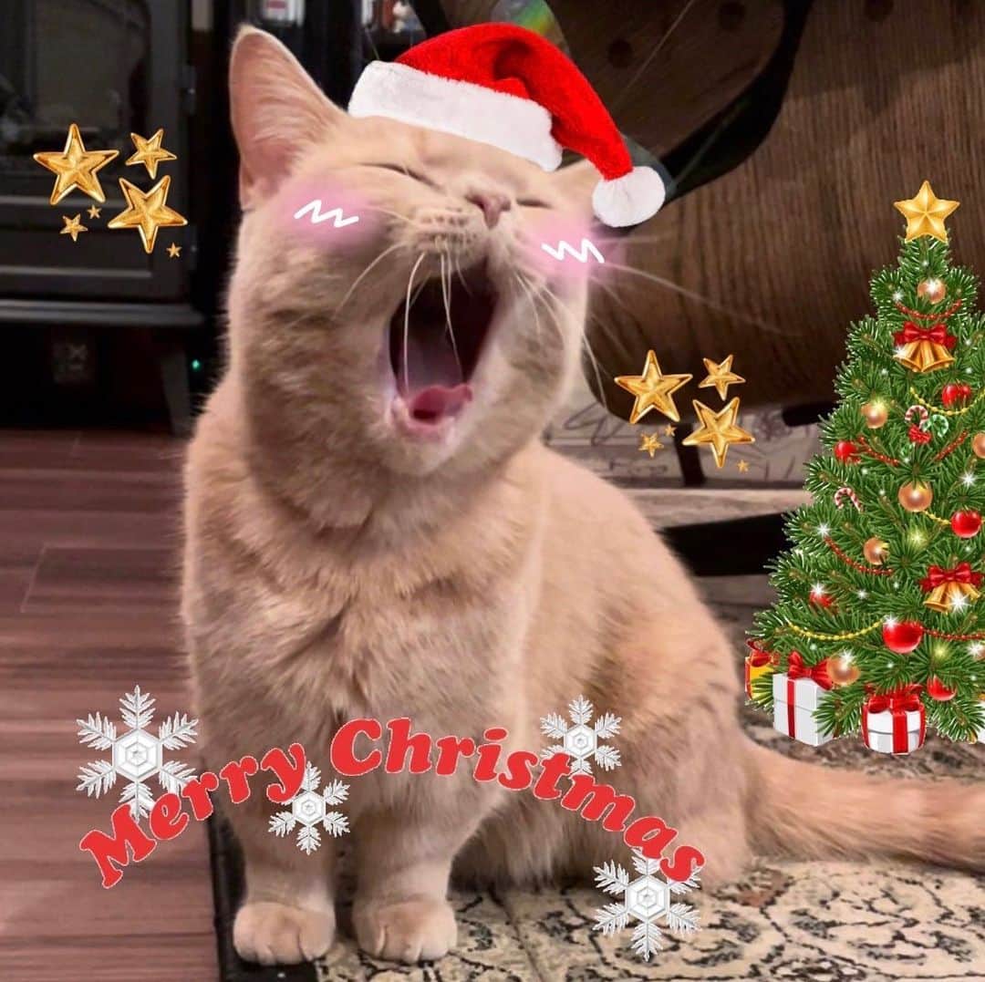 高木裕介のインスタグラム：「マルコスのかわいい写真もらった🎄✨ ありがと〜」