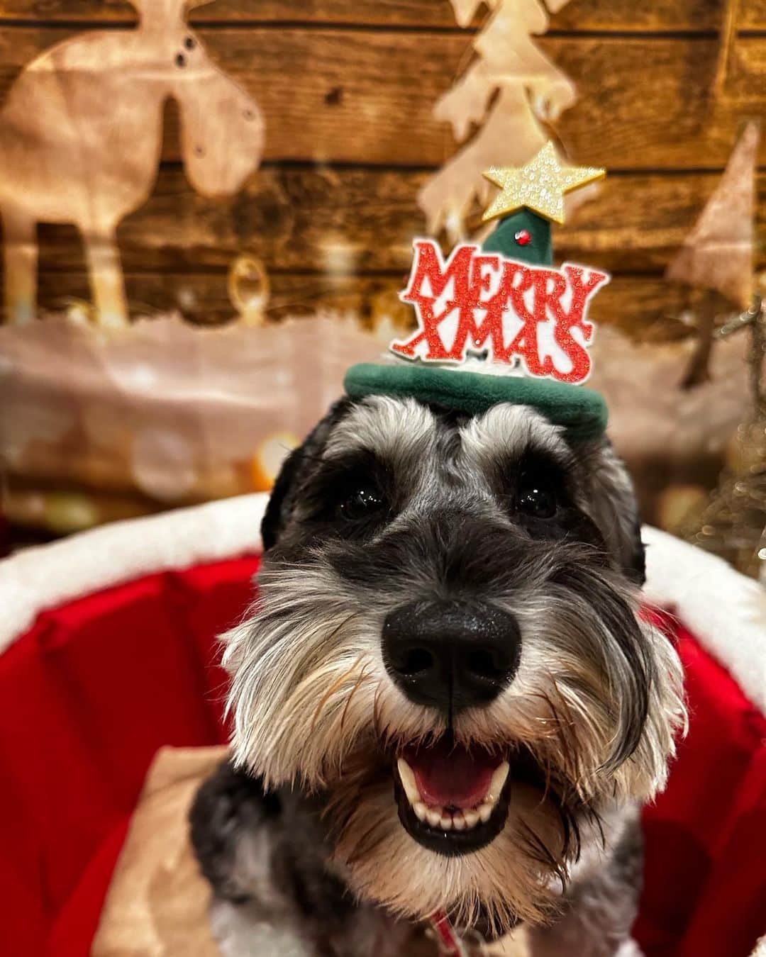 小林悠輔のインスタグラム：「. 🐶🎄🎅」