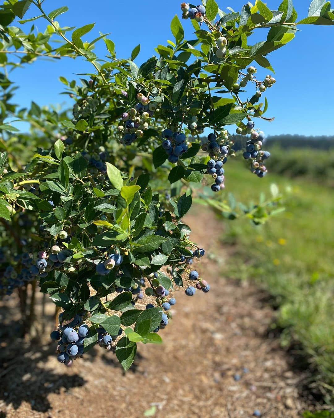 栗山麗美さんのインスタグラム写真 - (栗山麗美Instagram)「2022振り返り  📍 Hoffman Farms Store オレゴン州Portlandの友人とBerry Picking 何種類ものベリーを食べ比べできて楽しかった♡ 箱いっぱいの大粒ブルーベリーをお持ち帰り🫐  ポートランドはいちご狩りや林檎狩りなどのU-pick が楽しめる最高の場所🫶 気がつけば居心地よくて大自然に魅力を感じるようになったのもポートランドのお陰✨  📍 Oyatsupan Bakers 日本の美味しいパンが買える貴重なベーカリー🥐 ポートランドに住んでいた時に通っていたので懐かしかった☺️カツサンドも肉厚でおすすめ！  📍 Molalla River 娘のだいすきなお姉ちゃんファミリーと川遊び 今年の夏は日本とアメリカを行き来し、夏らしいことはあまり出来なかったので、ザリガニ見つけたり水遊びを楽しめて良き思い出です🌿  #2022振り返り #California #Berkeley #Albany #MBA #SanFrancisco #SF  #Seattle #MBA #bayareafood #bayerea #海外生活 #アメリカ生活 #バークレー #アルバニー #サンフランシスコ #シアトル #ベイエリア #ベイエリア生活 #レストラン #サンフランシスコ生活 #サンフランシスコ旅行 #サンフランシスコ観光 #アメリカ暮らし #アメリカ留学 #アメリカ子育て #スペースニードル #hoffmanfarms #Portland  #Seattle #oyatsupan #MolallaRiver」12月27日 16時54分 - reimi.kuriyama