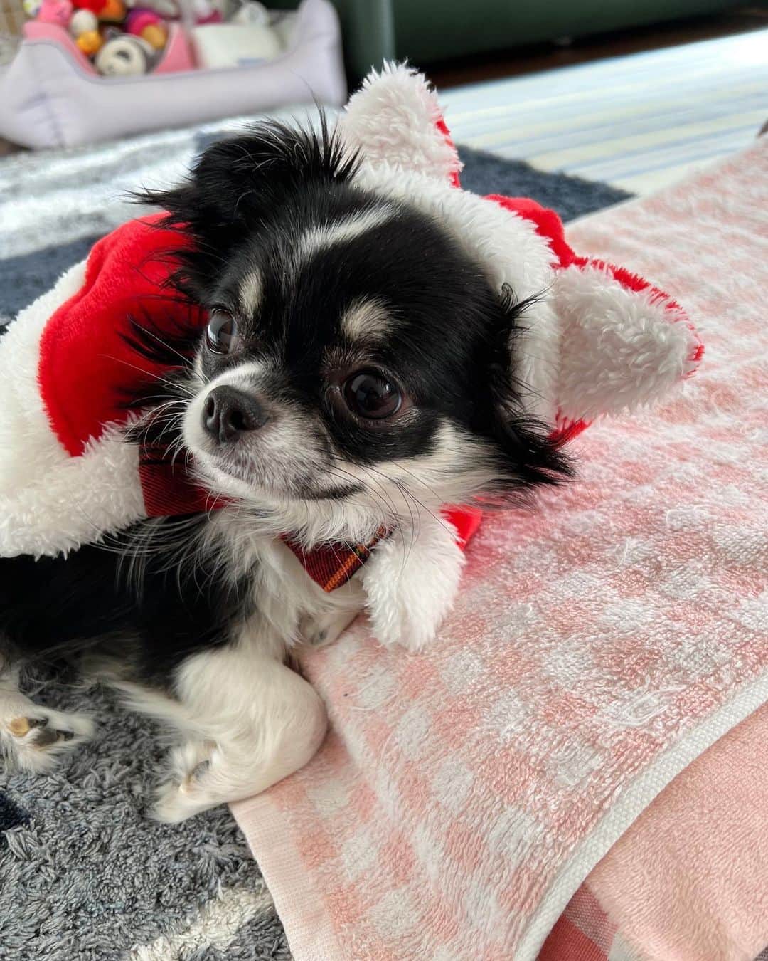 青木玲緒樹のインスタグラム：「Merry Christmas🎄💓　我が家のサンタ🎅🏻」