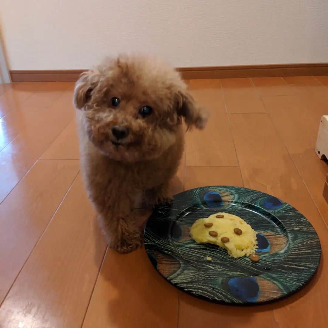 真山景子さんのインスタグラム写真 - (真山景子Instagram)「ご報告  2022年12/26　 昨日愛犬風子が永眠しました クリスマスの朝にご飯が食べられなくなり、そのままその寿命を迎えました  ぷーことは思い出がありすぎてとっても寂しいけれど、何が凄いってあと1年ほどでトイプードルの寿命のギネスのれちゃうじゃないか？？😳 と、、いうほどの長寿！！ 親孝行過ぎるワンちゃんでした。  そう考えると、お疲れ様と言ってあげないとね…  生前のハツラツとした風子の写真を載せます✨  ぷうちゃんずっとそばにいてくれてありがとう🥰ゆっくり休んでね」12月27日 18時36分 - keikomayamaya