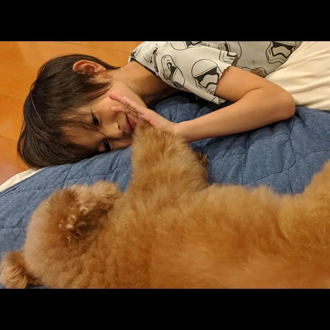 真山景子さんのインスタグラム写真 - (真山景子Instagram)「ご報告  2022年12/26　 昨日愛犬風子が永眠しました クリスマスの朝にご飯が食べられなくなり、そのままその寿命を迎えました  ぷーことは思い出がありすぎてとっても寂しいけれど、何が凄いってあと1年ほどでトイプードルの寿命のギネスのれちゃうじゃないか？？😳 と、、いうほどの長寿！！ 親孝行過ぎるワンちゃんでした。  そう考えると、お疲れ様と言ってあげないとね…  生前のハツラツとした風子の写真を載せます✨  ぷうちゃんずっとそばにいてくれてありがとう🥰ゆっくり休んでね」12月27日 18時36分 - keikomayamaya