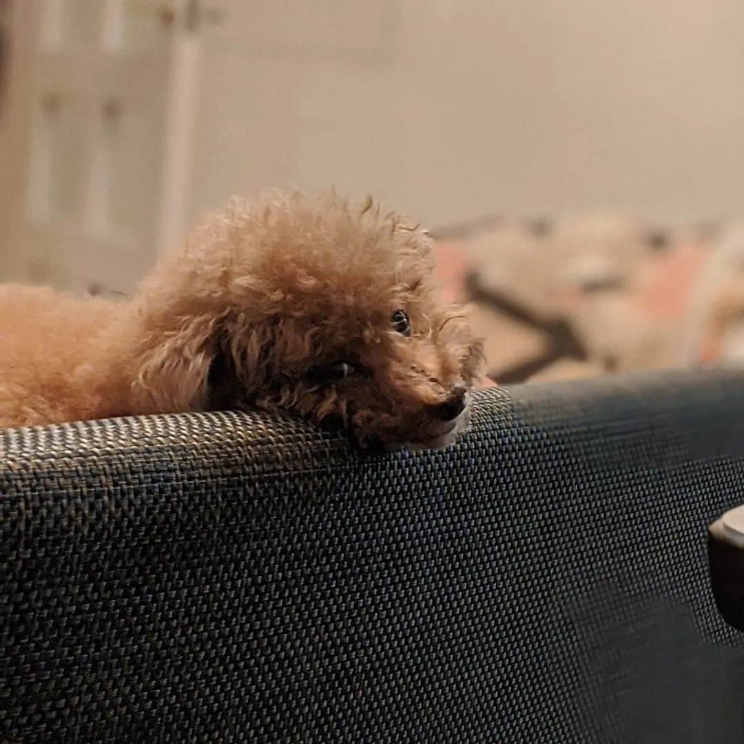 真山景子さんのインスタグラム写真 - (真山景子Instagram)「ご報告  2022年12/26　 昨日愛犬風子が永眠しました クリスマスの朝にご飯が食べられなくなり、そのままその寿命を迎えました  ぷーことは思い出がありすぎてとっても寂しいけれど、何が凄いってあと1年ほどでトイプードルの寿命のギネスのれちゃうじゃないか？？😳 と、、いうほどの長寿！！ 親孝行過ぎるワンちゃんでした。  そう考えると、お疲れ様と言ってあげないとね…  生前のハツラツとした風子の写真を載せます✨  ぷうちゃんずっとそばにいてくれてありがとう🥰ゆっくり休んでね」12月27日 18時36分 - keikomayamaya