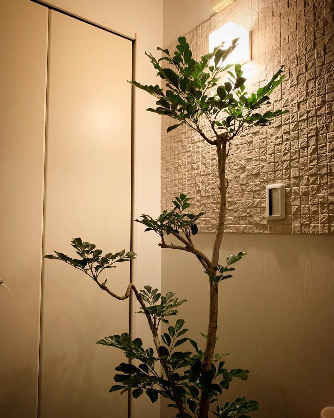 佐藤直之さんのインスタグラム写真 - (佐藤直之Instagram)「寝室に新しい植物がきました。」12月27日 19時35分 - sato_nao_2017