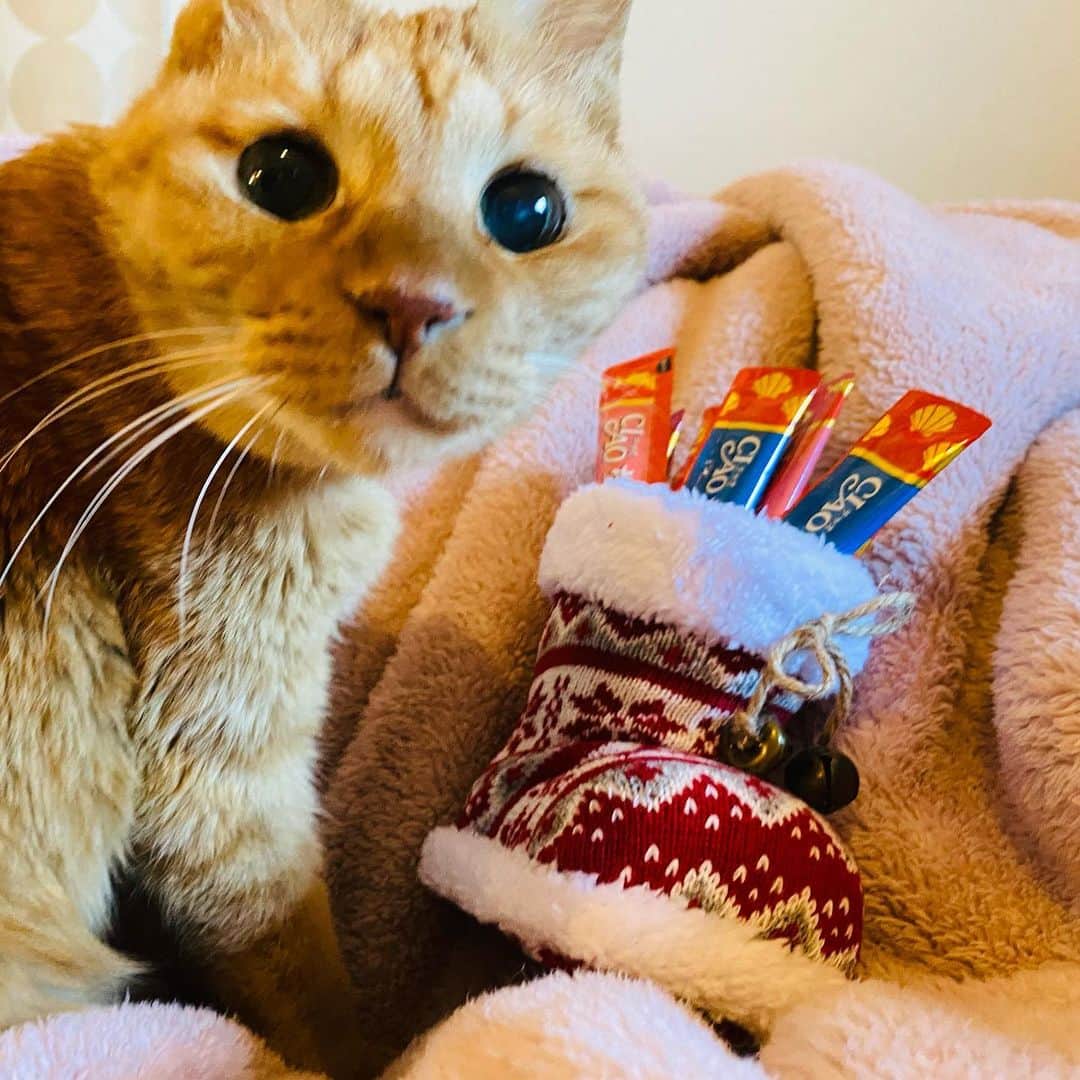 森永理科のインスタグラム：「今年のクリスマスとらやん ブーツはディエマでお世話になったキクチ師範代からの差し入れお菓子のブーツだよ。 かわいいのだー。  とらやんたくさんのちゅーるにおったまげ〜 元気に新年を迎えよーねー。」