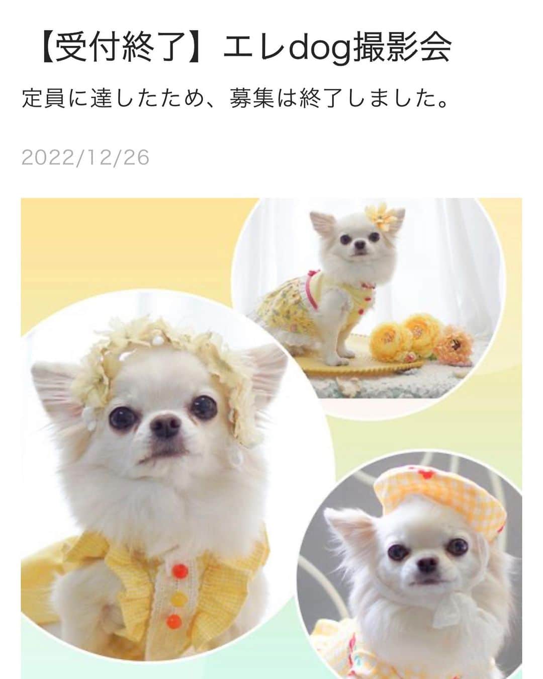 25ans SHOPのインスタグラム：「エレdog撮影会にお申込みいただいたみなさま、誠にありがとうございます🙇‍♀️  来年は、定期的にエレdog撮影会を開催する予定ですので、どうぞよろしくお願い致します❣️  よいお年をお迎えくださいませ❤️」
