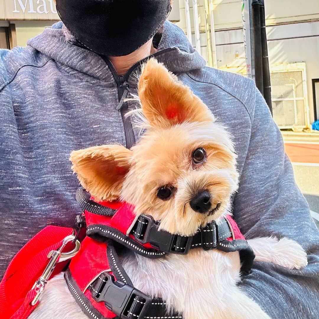のインスタグラム：「まだ一回もコロナに罹っていない。  最近「やはり毎日3キロという適度なランニングを継続しているおかげではないか説」を持っている（今日で1263日目）。  もちろんスポーツ選手でもコロナになるわけだけど、彼らはハードなトレーニングをしているので免疫力は逆に下がっているという話もある。  3キロというのは短いけど、免疫力を強めるのに「ちょうどいい適度さ」なのではないかなあ。  とか言いながら、年末年始に罹患しないとも限らないけどな。まぁそれはそれ。  写真はランニング後の汗冷ましハテ散歩。 片耳聞こえない虚弱保護犬、元気です。  #ハテ #保護犬 #1000日チャレンジ #なにくそラン」