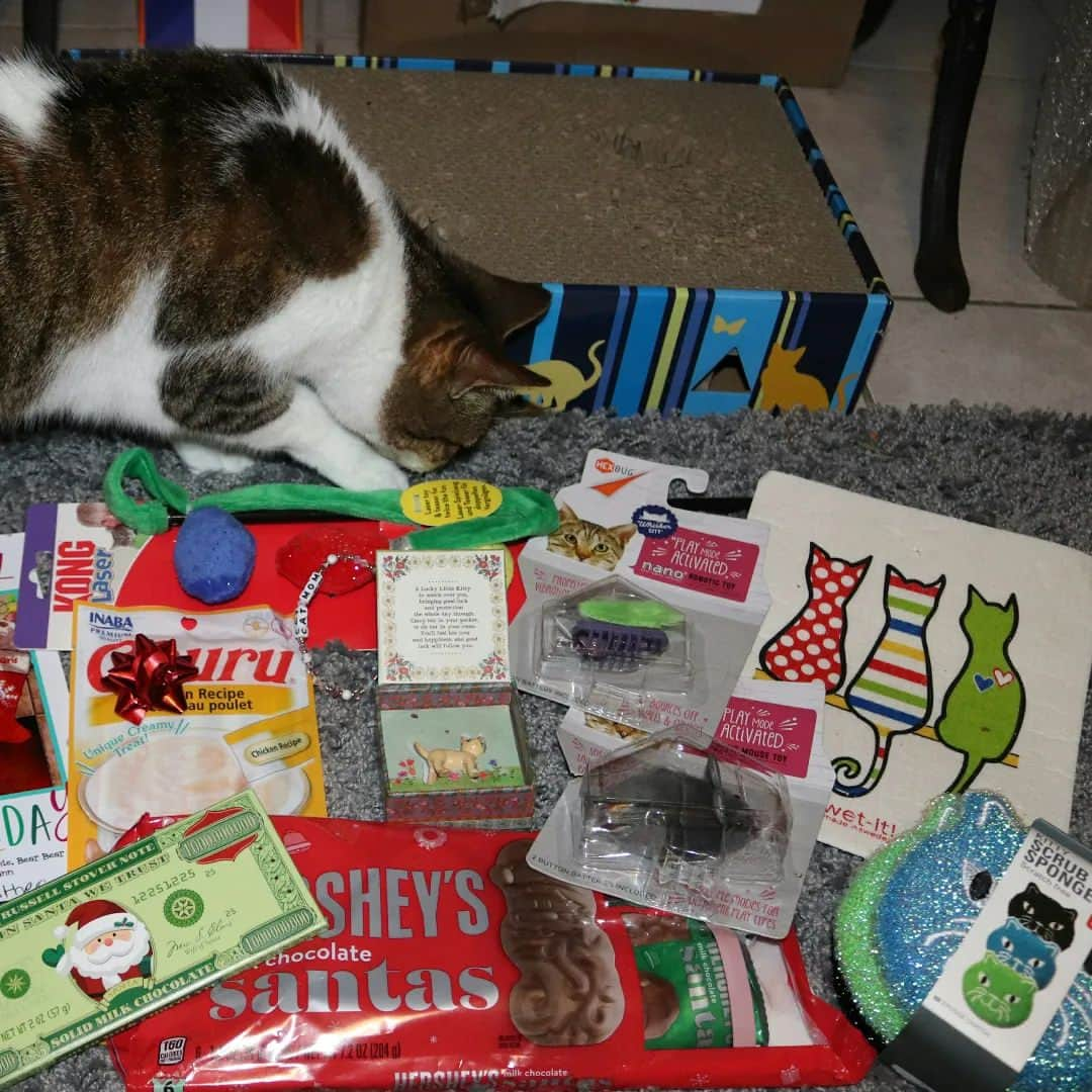 Homer Le Miaou & Nugget La Nugのインスタグラム：「I’ve received my #SecretSantaClaws2022 and as you can see there is something very interesting on it hehe! Thank you Secret Santa @maristhecat 😺 Hope you all had a merry christmas. Sending everyone lots of fluffy love 😽🎁🎅」