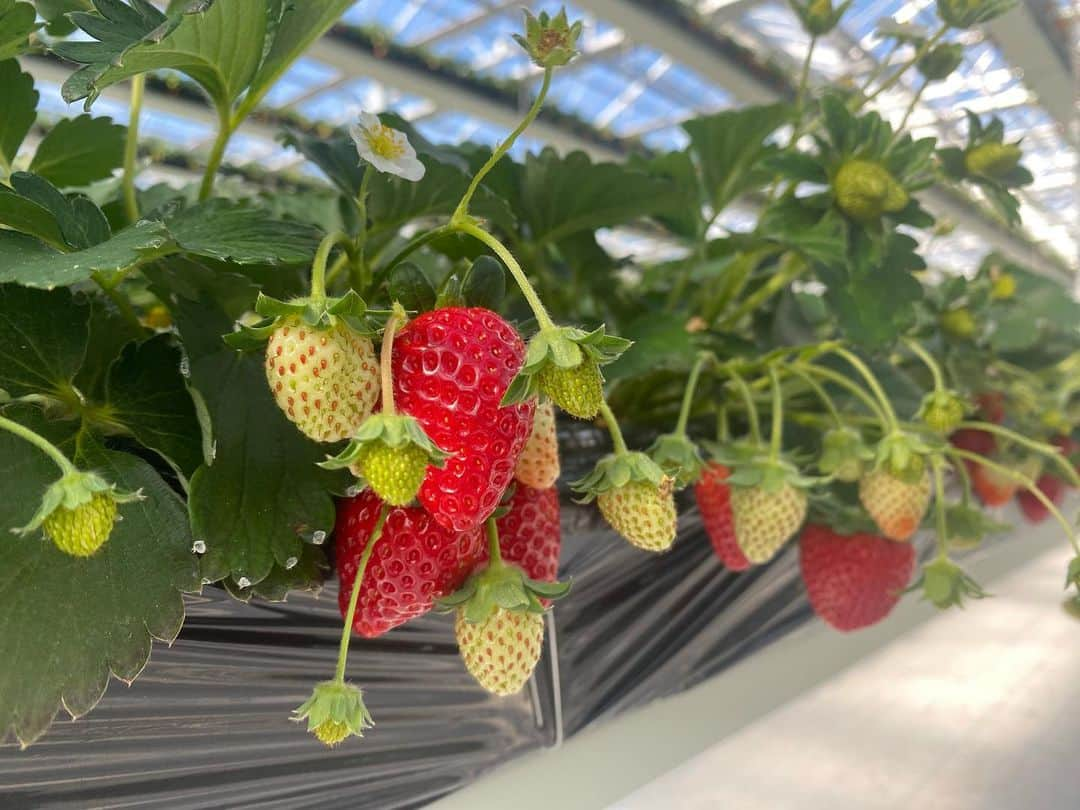 大友愛さんのインスタグラム写真 - (大友愛Instagram)「常総の空中いちご園🍓  とってもおいしかったぁ🤤  たっくさん食べてやるぞーって気合い入れて行ったけど そんな食べれないのなぜ？🙄  🌼から🌼へ🐝さんが飛んでくの可愛かった💛  #いちご園 #いちご狩り #空中いちご園」12月28日 12時07分 - ai_dayooon