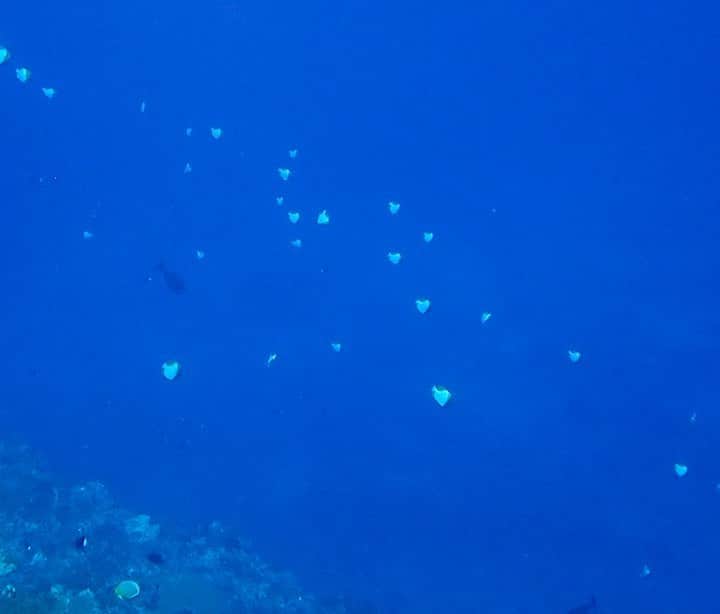 Baekのインスタグラム：「今年の12月はダイビングに行ってきました。とても久しぶりで、緊張もしましたが友達の皆さんが助けてくれてとても楽しい時間でした。  海の中は言葉がなくてとても静かだけどだからこそ見えてくることがとても多くて、普段だと気づかなさそうな小さな珊瑚や生き物をたくさん見つけました!  沢山のチョウチョウウオが泳いでる姿は遠くから見ると天の川のように見えて、とても綺麗でずっと見てしまいました。今回は初めて海の中を撮影してみたいー！と思って装備も買って行ったのですがまだ慣れなくて帰って来て自分が撮った動画を見てると船酔いしそうになりました😵  みんなみたいに綺麗に撮れるように来年も沢山潜りたいー！😍  Now, I know how Nemo feels🐠💙」