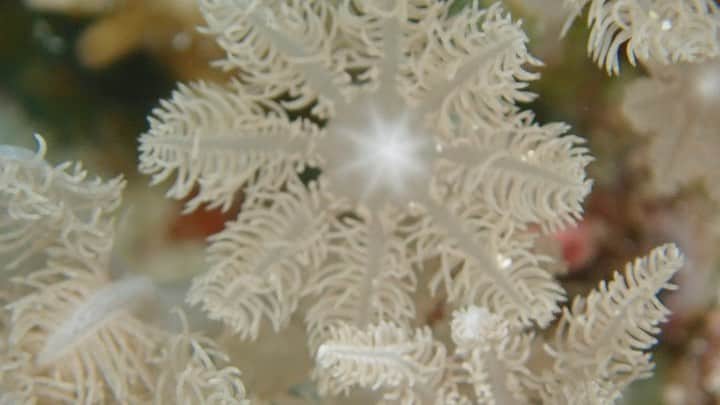 Baekのインスタグラム：「Flowers Under The sea🐚🌼」