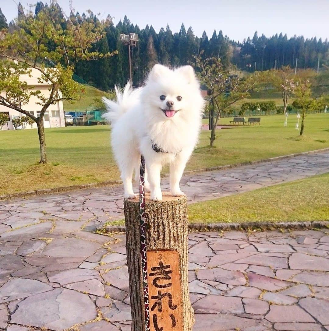 ニコちゃんのインスタグラム：「愛してるよやっほい🌈🐻‍❄️🫶🏻 #みんなとやっほいしてるかなぁ #ポメリズム #ポメラニアン #白ポメ #pomeranian #ありがとう」